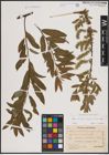 Foto von Salix aurita L. x Salix repens L. x Salix viminalis L.